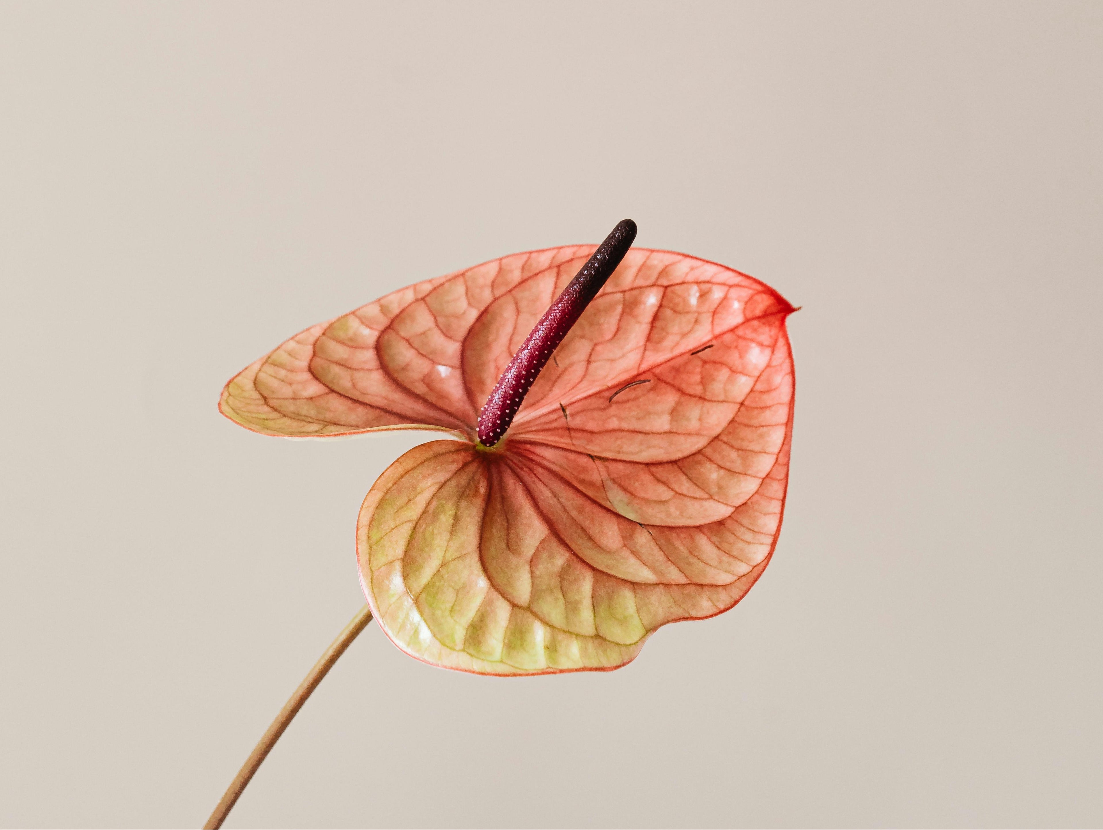 eBook · You Were Never Broken